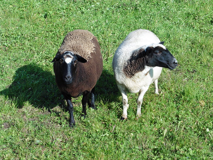 pecore, animali, lana, prato, gregge di pecore, pascolo, natura