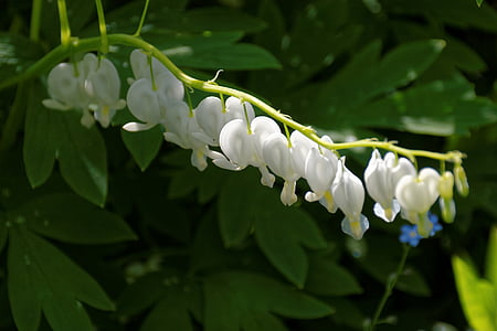 cor sagnant, blanc, flor, flor, flor, herzerlstock, natura