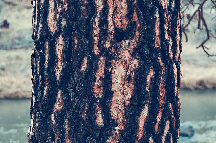 Close-up, kering, kasar, tekstur, pohon, kulit pohon, alam