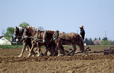 fermier, cai, agricultura, Utilaje agricole, ferma, Amish, punerea în aplicare a