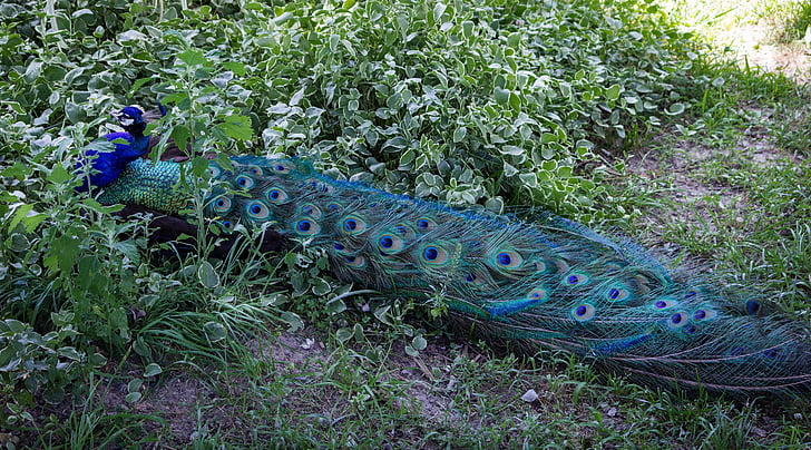 peacock, peafowl, peacock tail, tail feathers, camouflage, hiding, iridescent feathers