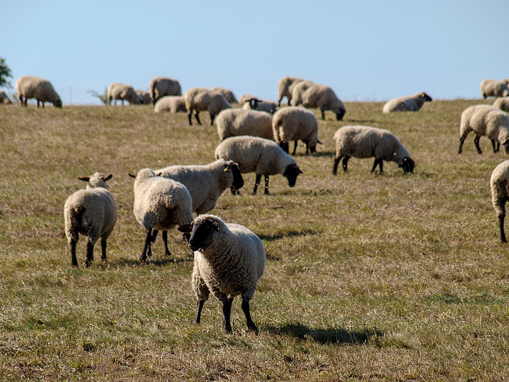 羊, 牧草地, 自然, 放牧, 動物, 家畜, 風景