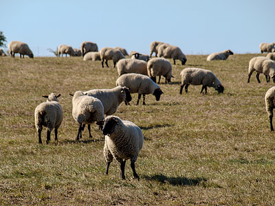schapen, grasland, natuur, grazen, dier, vee, landschap