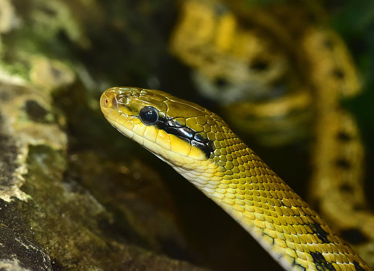 wąż, gad, tajwański piękno rat snake, paski, wspinaczka, zwierząt, skali, ogród zoologiczny