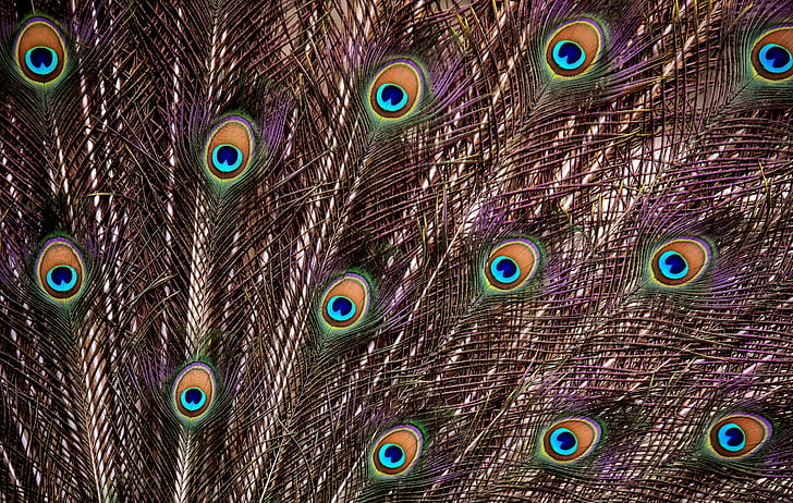 peacock feathers, wheel, plumage, iridescent, animal, pride, colorful