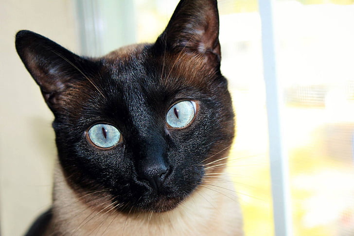 con mèo, Xiêm, khuôn mặt đen, đôi mắt màu xanh, vật nuôi, vật nuôi