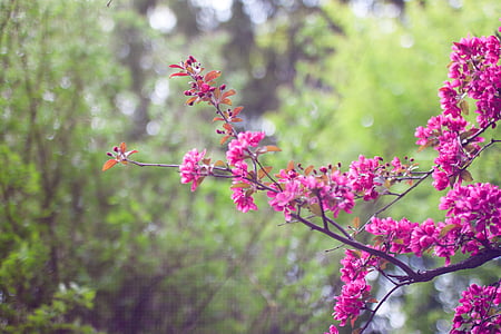 merah muda, bunga, dangkal, fokus, foto, pohon, hijau