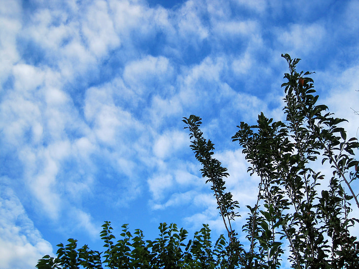 white clouds, clouds, white, loose, scattered, wispy, foliage