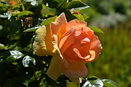 Rožė, floribunda, žiedų, žydėti, rožės žydi, rožių žydėjimas, gėlė