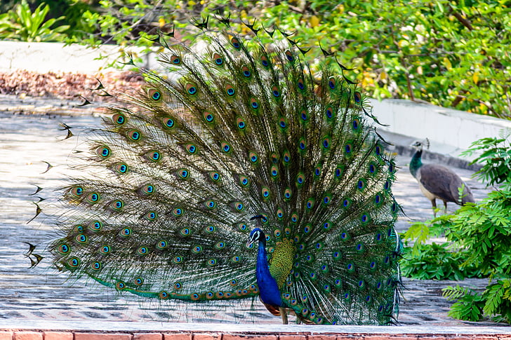 Peacock, vogel, verenkleed, veer, Peacock feather, exotische, helder