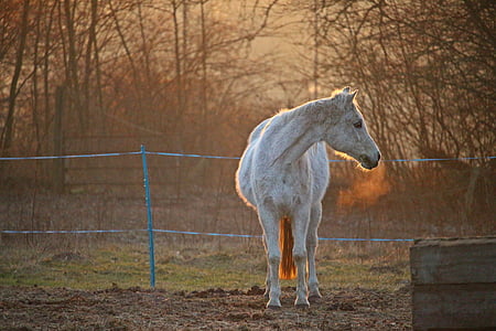 ló, penész, legelő, lemenő nap utolsó sugarai, telivér Arab, kapcsoló, esti fényben