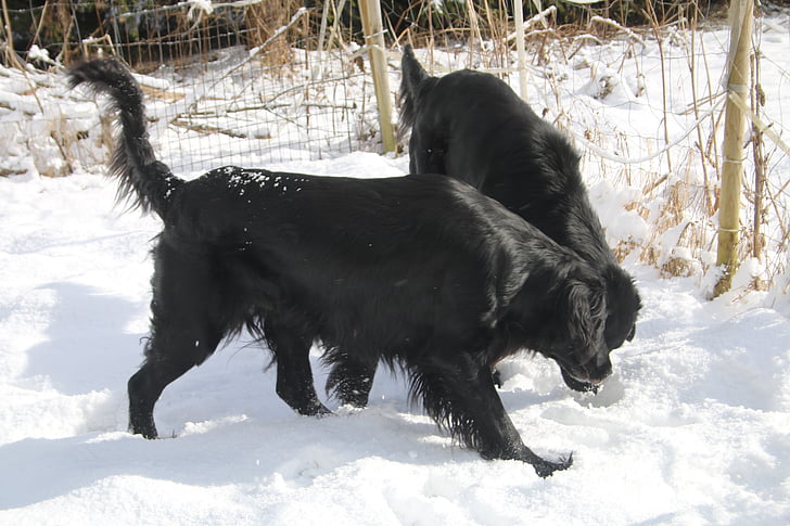 cani, animale domestico, inverno, nero, animale, piatto – coated retriever, Flatti