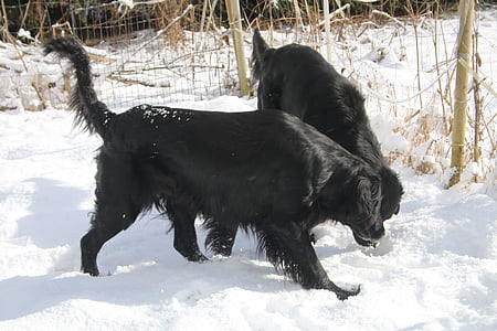 câini, animal de casă, iarna, negru, animale, plat - cretat retriever, flatti