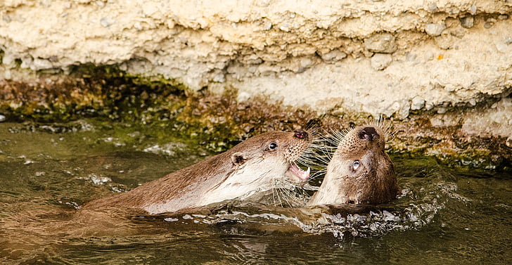 Otter, Zoo, spielen, Wasser