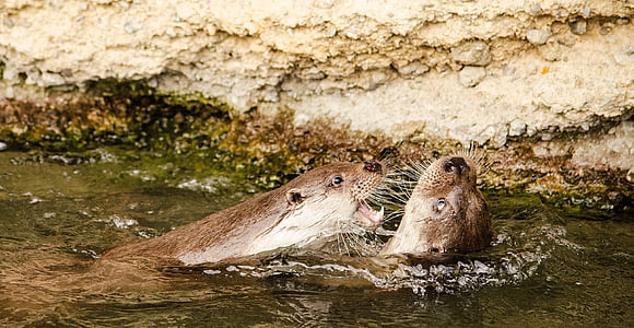 Otter, Zoo, spela, vatten
