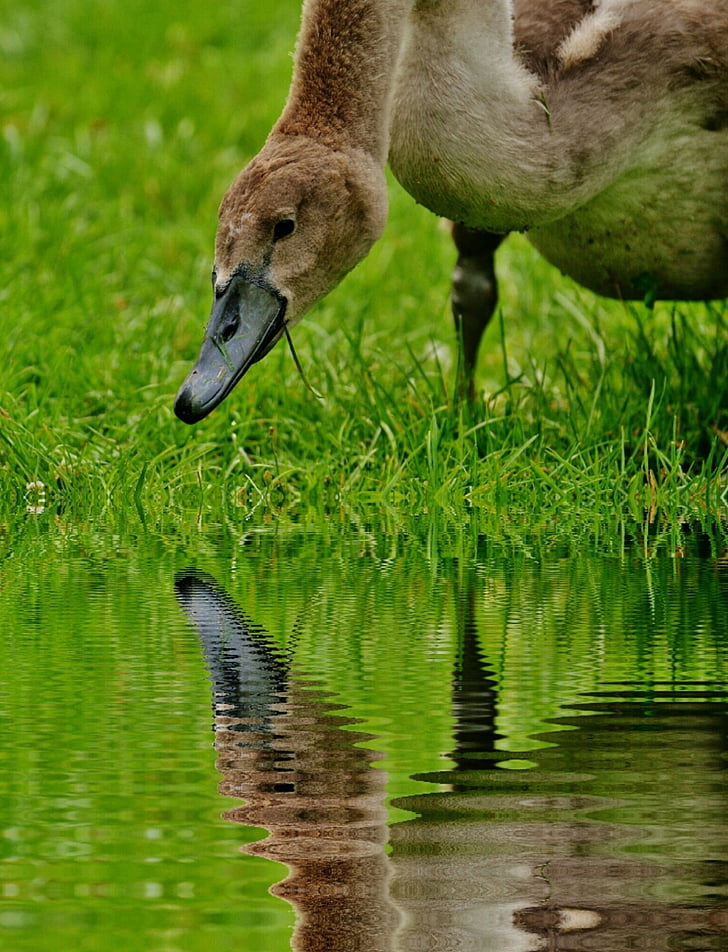 Cigne, animal jove, l'aigua, reflectint, aigües, ocell d'aigua, ploma