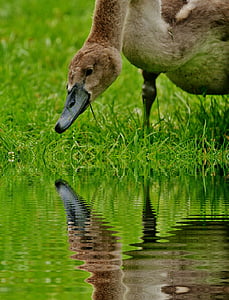 cisne, animal joven, agua, espejado, aguas, pájaro del agua, pluma