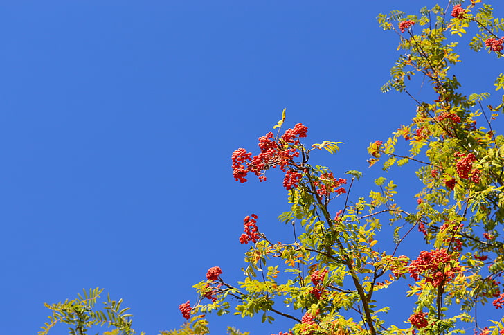 rowan, sky, berry, red, leaves, branch, summer