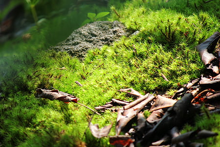 moss, green, sunlight, pa, nature