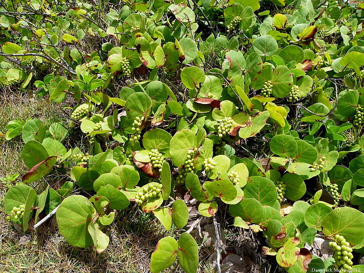 planta de uva, planta, Coccoloba uvifera, angiosperma, trigo mourisco, Polygonaceae, t