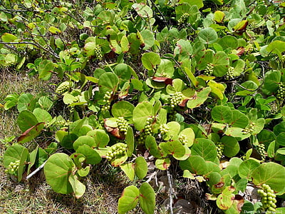 грозде растение, растителна, coccoloba uvifera, цъфтящи растения, Елда, Лападови, т