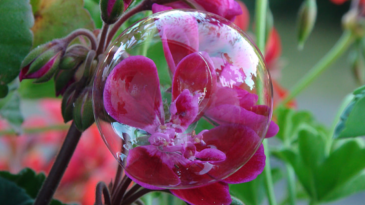 bubbla, blomma, röd, Geranium hängande