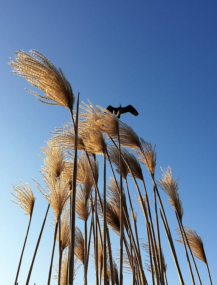 Heron, reed, hemel, vogel