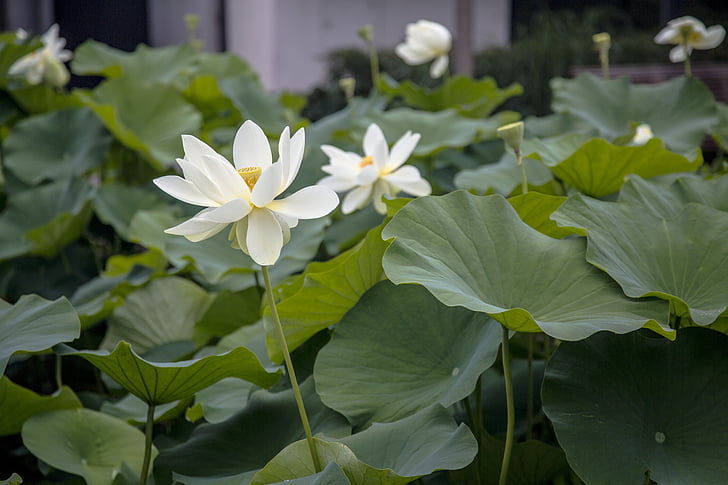 Lotus, hojas de color verde, estanque, planta, hermosa, paisaje, flores