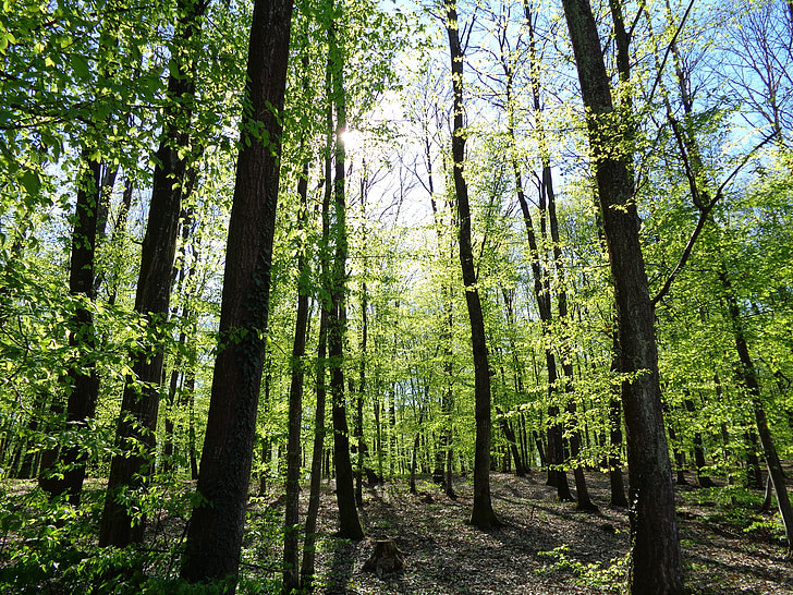 skog, trær, grønn, landskapet, natur, blader