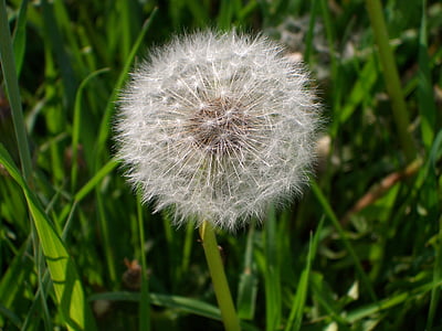 dandelion, meadow, pointed flower, nature, plant, seed, grass