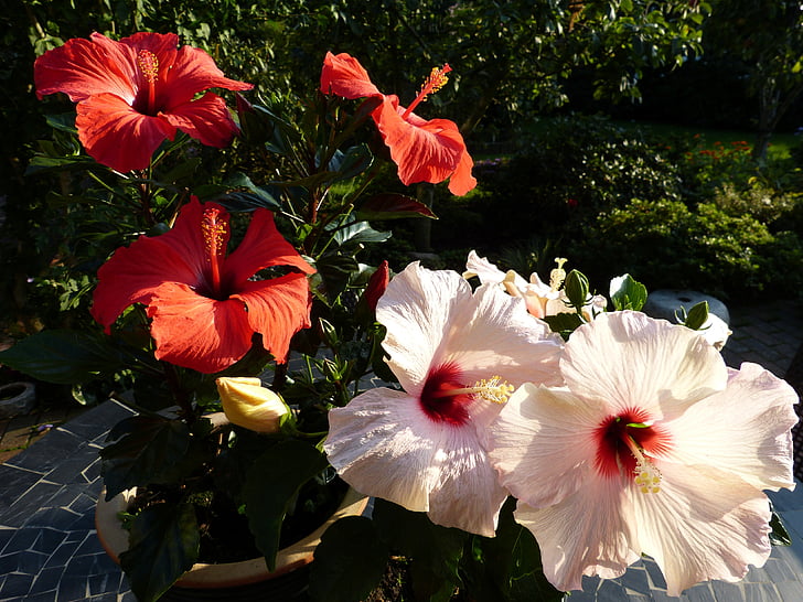 Hibiscus, Sân vườn, ngôi nhà