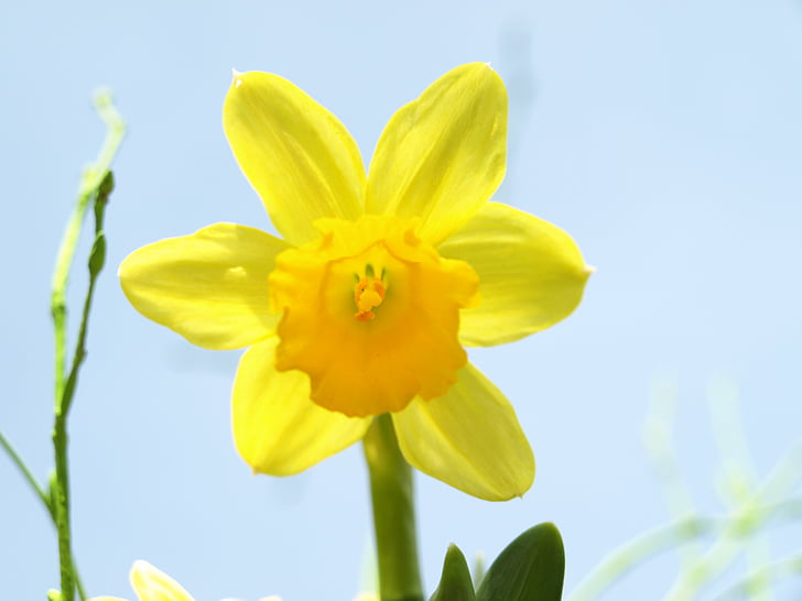 Narcissus, nartsiss, kollane