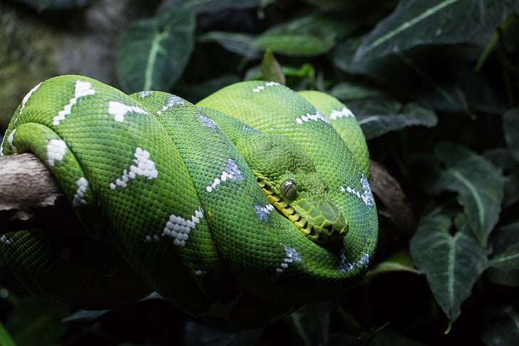 regenwoud, Snake, green snake, dieren in het wild, natuur, reptielen, tropische, camouflage