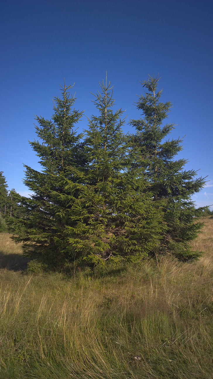 cây, Willingen, Oak, đập sàn, màu xanh lá cây, bầu trời, Thiên nhiên