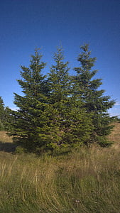 arbre, Willingen, chêne, aire de battage, vert, Sky, nature