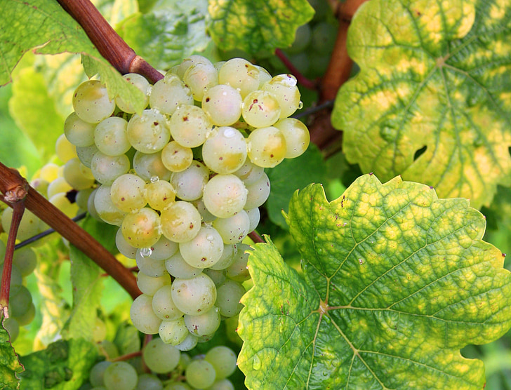 vīnogas, vīnkopību, atstāj, daba, augu, zaļa vīnogas, vīnogulāji