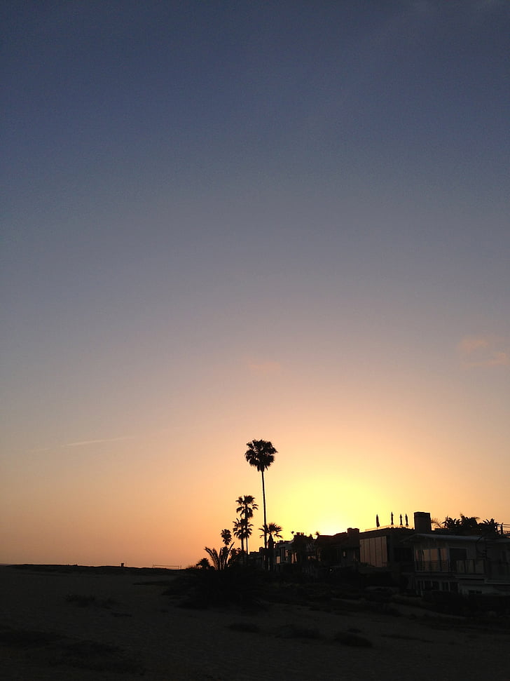 beach, palm tree, palm trees, sunset, dusk, summer, silhouette