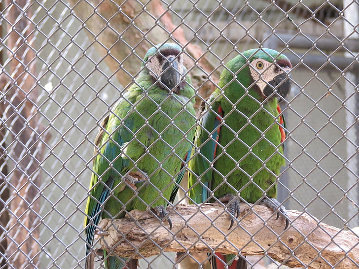 kebun binatang, burung, Macaw, Sorocaba, Brasil
