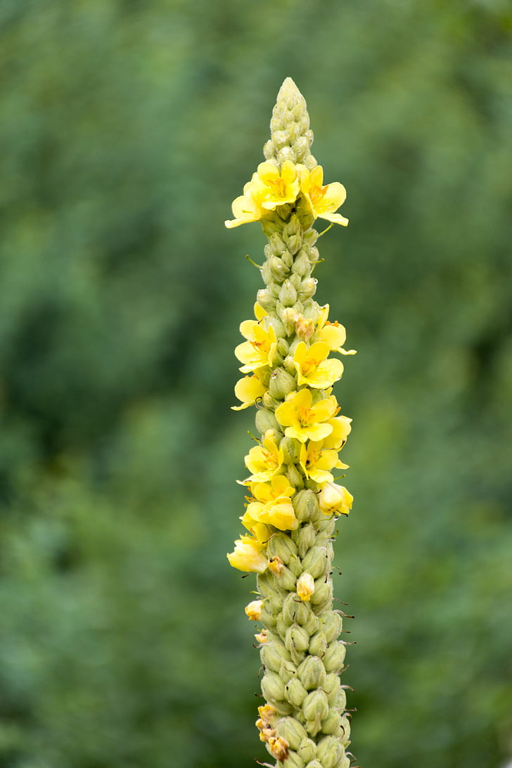 mullein, flower, plant, nature, flowers, yellow, medicinal plant