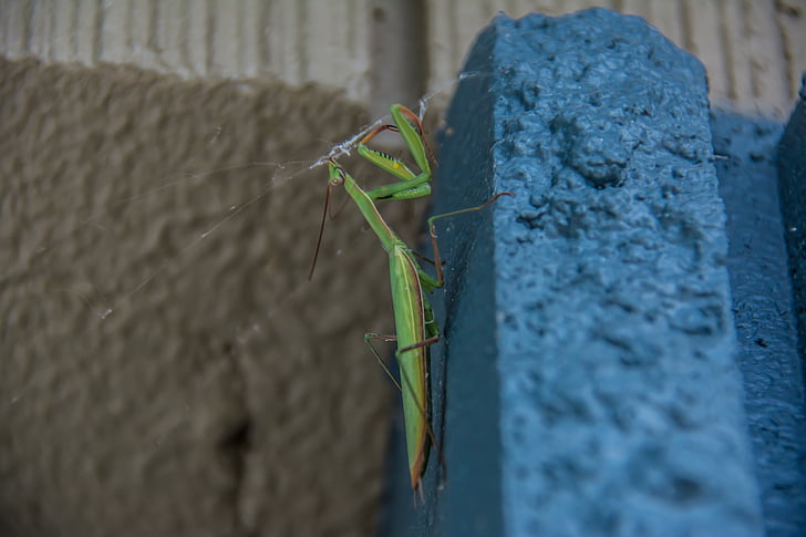 Praying mantis, insetos, Louva-Deus, verde, Bug, pernas, predador