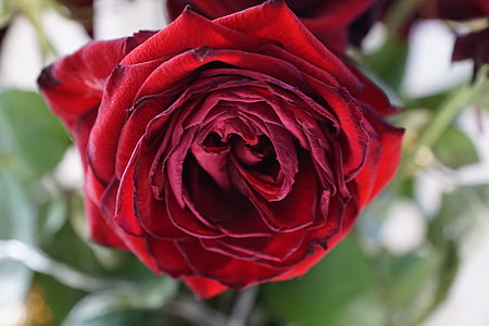 Rosa, vermell, l'amor, flor, flor, flor, es panseixen