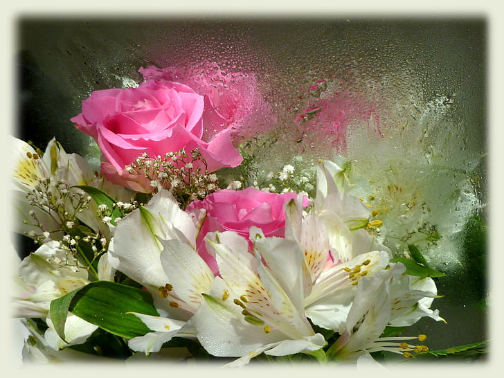 pink roses, alstroemeria, princess lily, reflections, water drops, bouquet