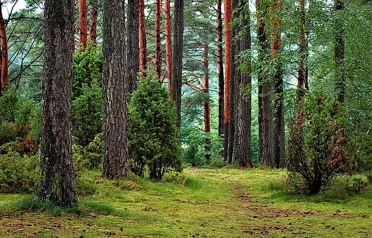 Orman, Orman tucholski, Polonya, Turizm, doğa, ağaç, ağaç gövdesi