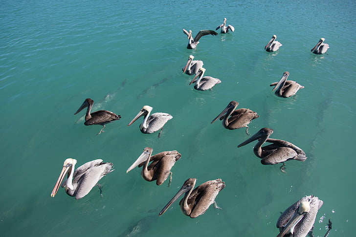 Pelican, Florida, Key Westin, aurinkoinen, Kohteet, matkustaa, Wildlife