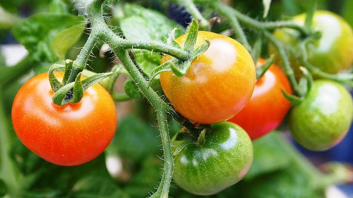 tomate, fructe, plante, creşterea, gradina, natura, pepinieră