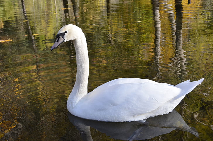zviera, Swan, rybník, Príroda, vták, jazero, vody