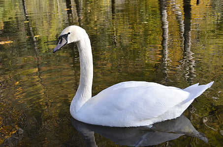djur, Swan, dammen, naturen, fågel, sjön, vatten