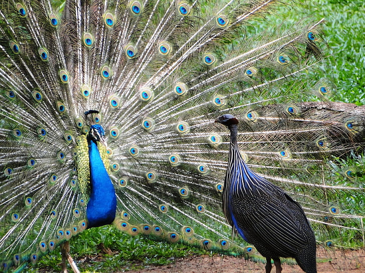 Peacock, vogel, natuur, dieren in het wild, veer, dier