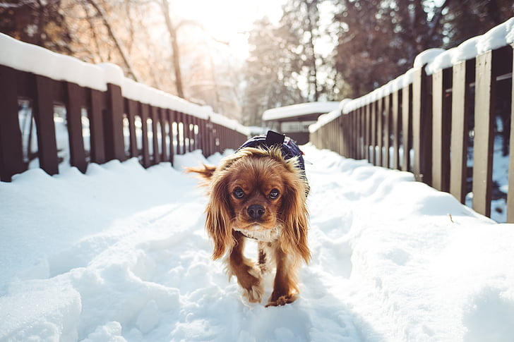 Tan, valge, spanjel, koer, kõndimine, lumi, väli