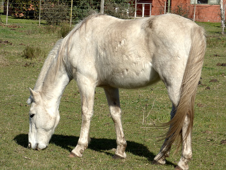 equino, Dapple, comendo, animal, quatro patas, cavalo, mamífero